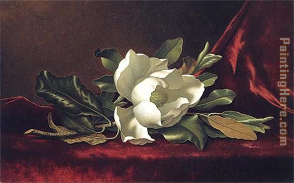 The Magnolia Blossom
